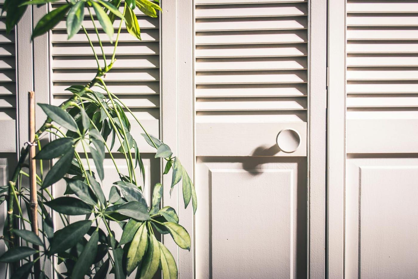 White louvered closet doors beside a leafy plant