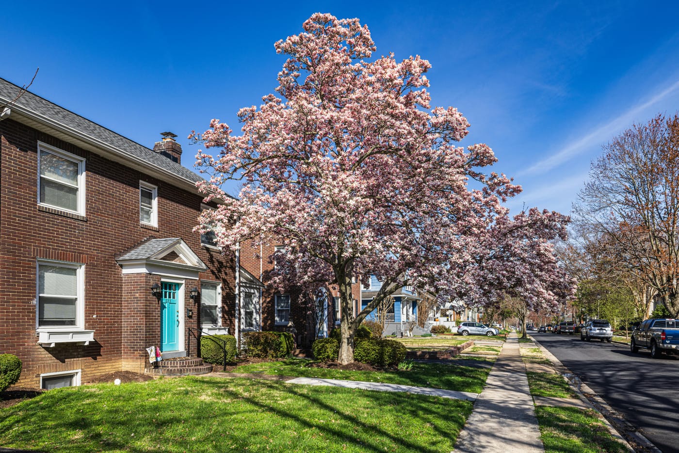 Pink flowering tree beside brick houses and a sidewalk