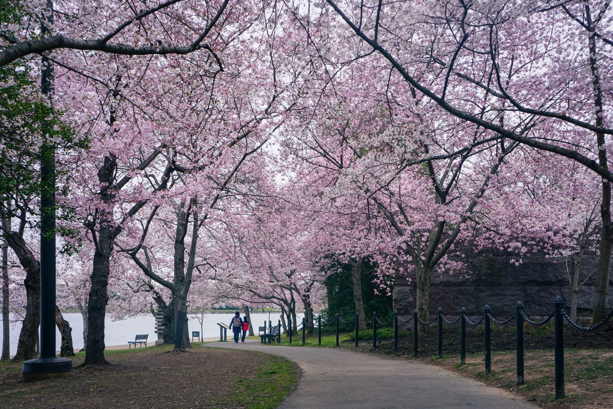 Cherry blossoms framing the Tidal Basin in Washington DC
