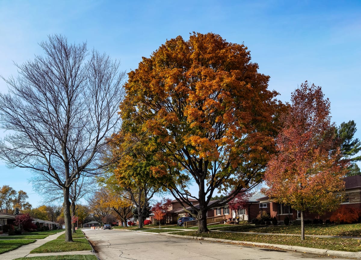 Autumn foliage over a tree-lined rowhouse street